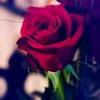 fLoWeR 🌹