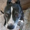 mentalpausedpetmama_2
