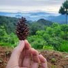 bakulkopi19