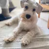 lucythewhiteschnauzer