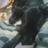 omarayala730