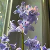 tphng_305