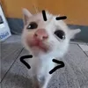 nancilovescats