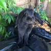 youkie_bunny