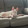 roxytheenglishbullterrie