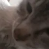 colamadeira