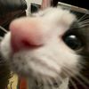 kittynoir_17