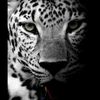 1majo35