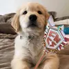 twyntichoper