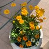 june_petals
