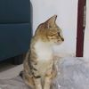 muktifarid