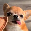 chocobutternuut_
