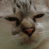 ton_ton123321