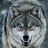 maks_17012