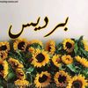samirahadil4