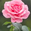 shamimakhter_1