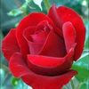 elham.hadi1