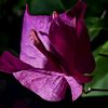 hamba_2611