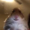 big_asshamster