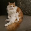 lover.of.cats24