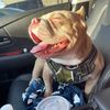 trutruthebully