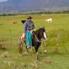 guanco_0