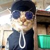 musang2nd