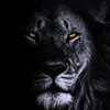 fabrizio_salvatore7