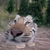 eltiger_2