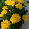 shafa602