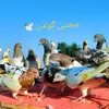 مجتبى 🕊️گولدن 🕊️🪶