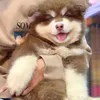 mailinh_067