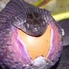 mr_snake0101