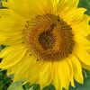 farjana.islam2945
