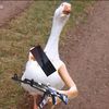 goose_so2_