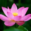 thanh_tamad
