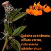 omerdagcidac