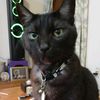 bird_catmom06