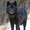 pawsomewolf