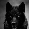 wolf_girl385