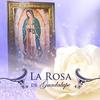 La rosa de Guadalupe