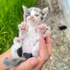 meothui103