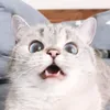 _xen04