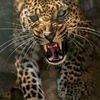 aguila_guerrera.ipsl