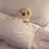 oatsmealslapbye