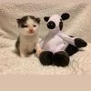 0kittycat.0