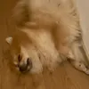 miraundbudd