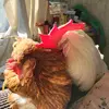 crazyrescuechooks