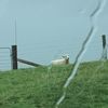 hihifollow06