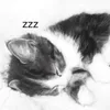 zzz29t10